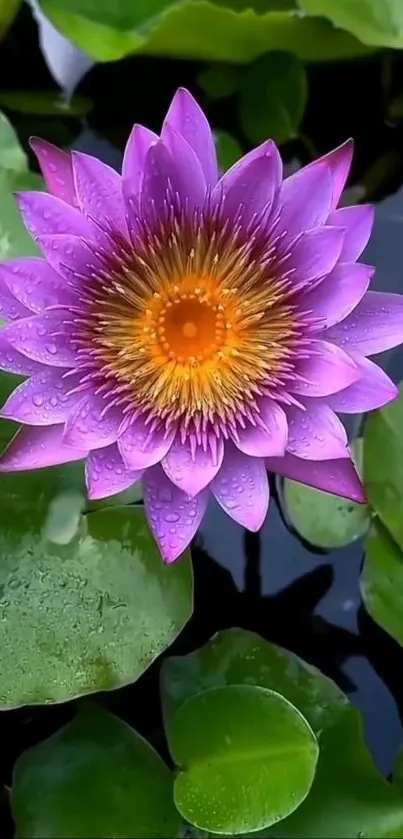 Purple lotus flower with green leaves and water background.