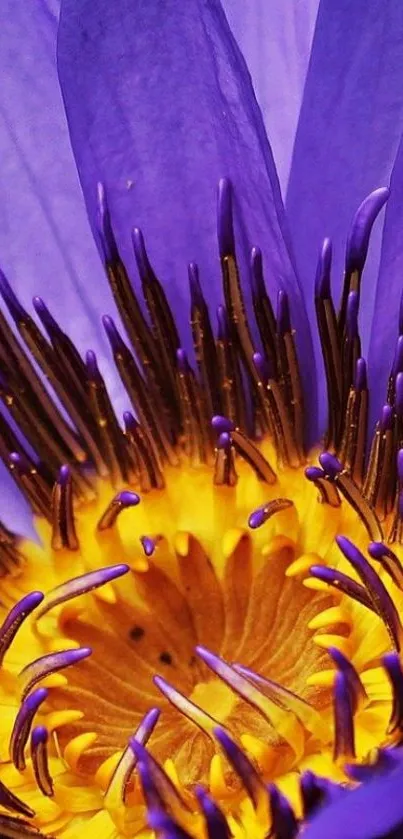 A vibrant purple lotus flower with a rich yellow center, perfect for phone wallpaper.