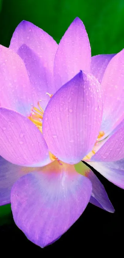 Purple lotus flower with green leaves background.