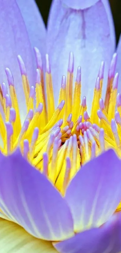 Purple lotus flower with yellow center on mobile wallpaper.