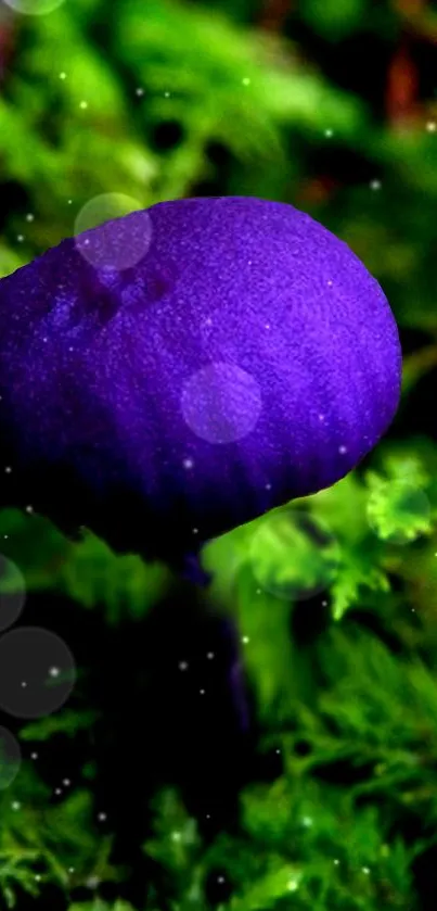 Purple mushroom in lush green forest wallpaper.
