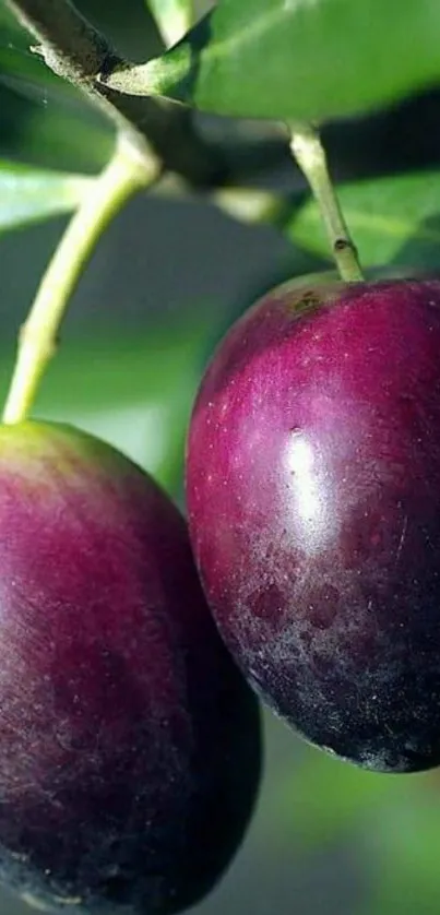 Two ripe purple olives on a branch with green leaves.