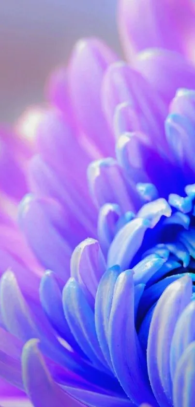 Close-up of vibrant purple petals in a floral wallpaper.