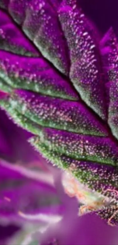 Close-up of a vibrant purple plant leaf.