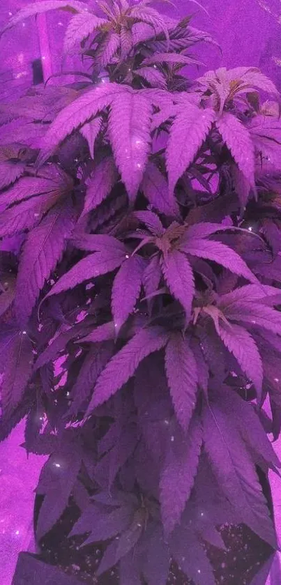 Purple plant wallpaper with vibrant leaves.