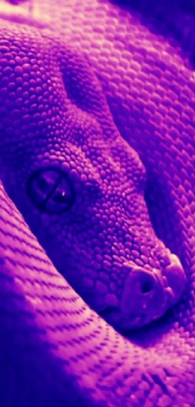 Vibrant purple python coiled in close-up view.