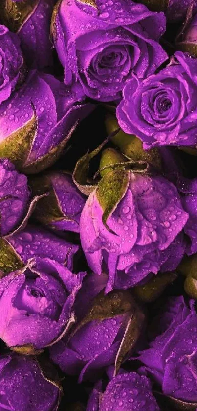 Close-up of vibrant purple roses with dew on petals.