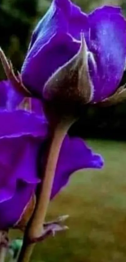 Close-up of a vibrant purple rose with rich hues.