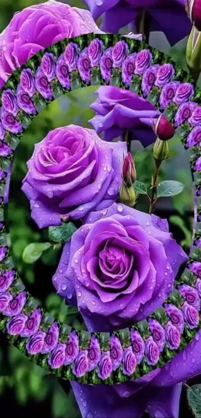 Purple roses arranged in a decorative circle pattern with dewdrops.