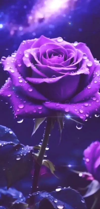 Purple rose with dewdrops in galaxy background.