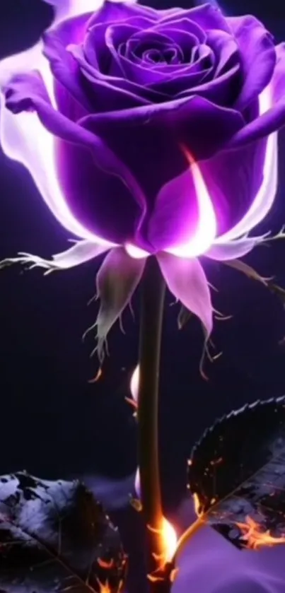 Vibrant purple rose with glowing petals.