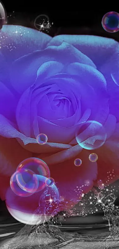 Purple rose with bubbles on a black background