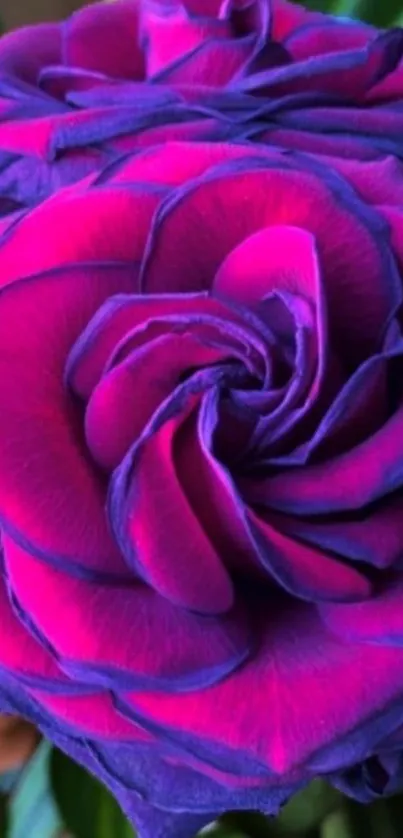 Close-up of a vibrant purple and pink rose with detailed petals.