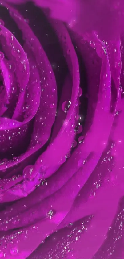 Close-up of a vibrant purple rose with water droplets.