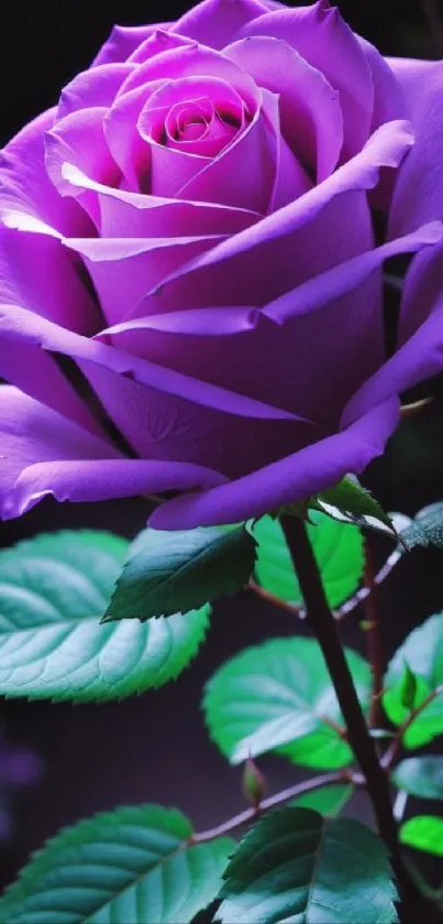 Stunning purple rose with vibrant petals on a wallpaper background.