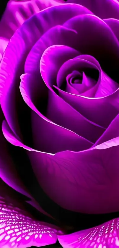 Vibrant purple rose mobile wallpaper with elegant petals.