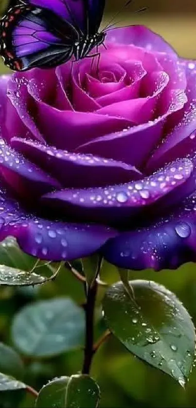 Purple rose with raindrops and butterfly