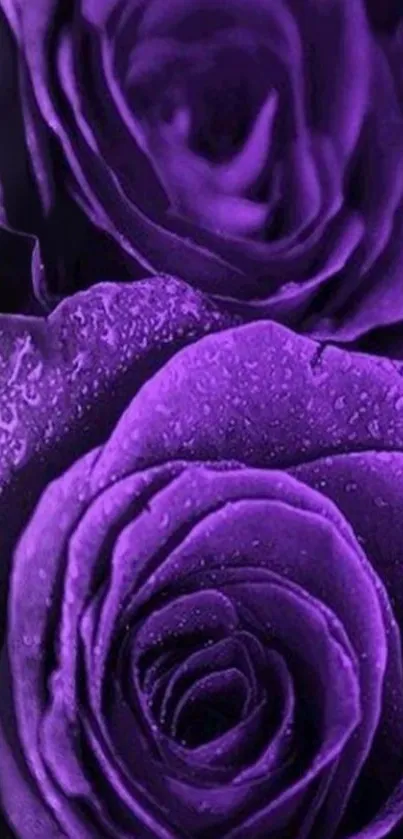 Purple rose wallpaper with vibrant elegance.