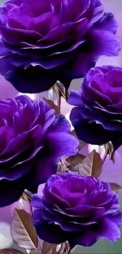 Vibrant purple roses against bokeh background.