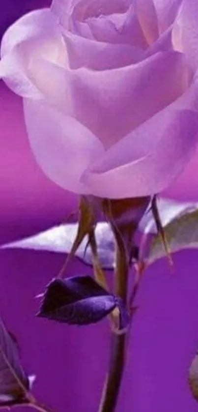 Elegant purple rose in full bloom against a vibrant background.