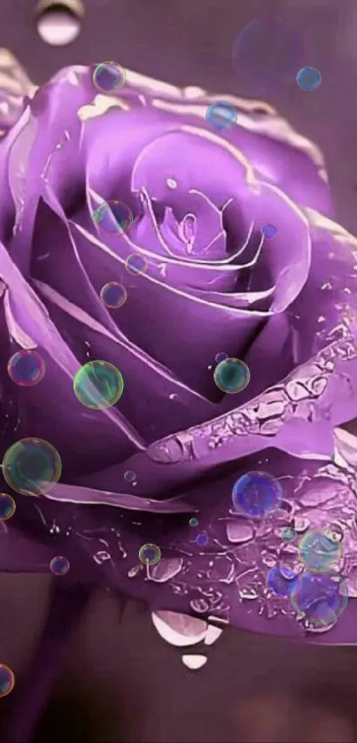 Vibrant purple rose with dewdrops in stunning detail.