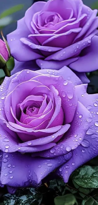 A wallpaper featuring purple roses with green leaves and dewdrops on petals.