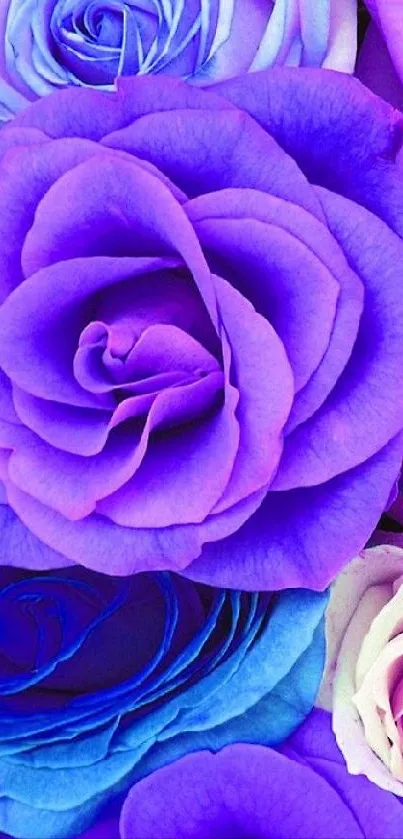 Vibrant purple roses in full bloom, creating a stunning phone wallpaper.