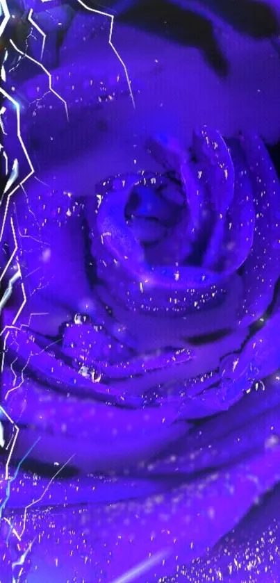 Vibrant purple rose with electric accents on mobile wallpaper.