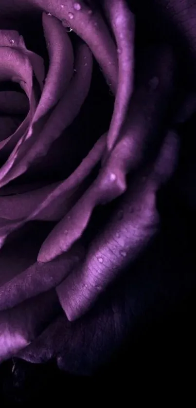 Close-up of a vibrant purple rose with detailed petals.