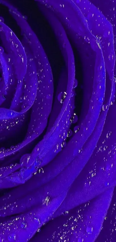 Close-up image of a vibrant purple rose with water droplets.