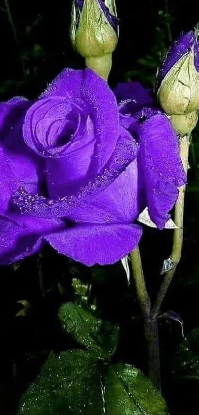 Vibrant purple rose with dew drops on petals, against dark background.