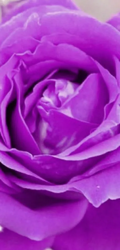 Close-up of a vibrant purple rose with sparkles on a mobile wallpaper.