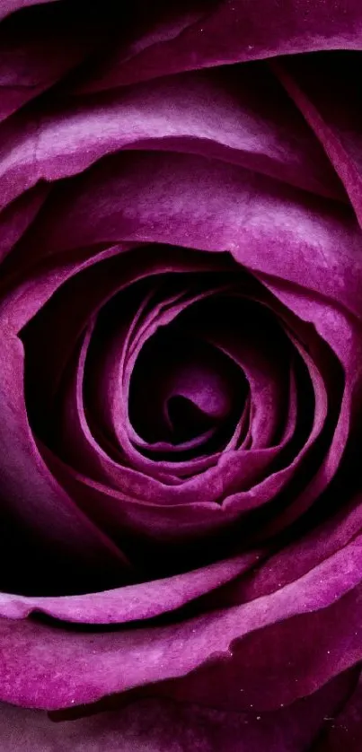 Purple rose close-up wallpaper with vivid colors.