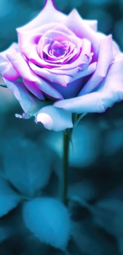 Purple rose with a blue-green background wallpaper.