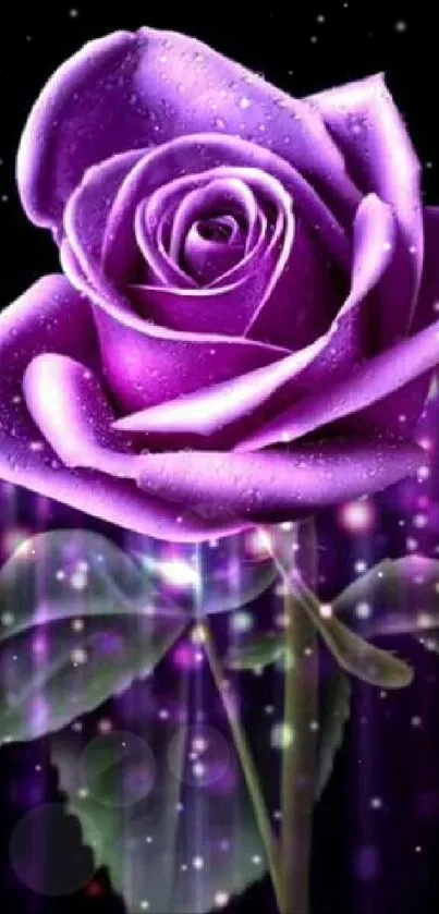 Vibrant purple rose with dew drops on a dark background, perfect for mobile wallpaper.