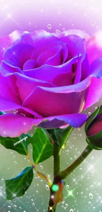 Vibrant purple rose with sparkling background