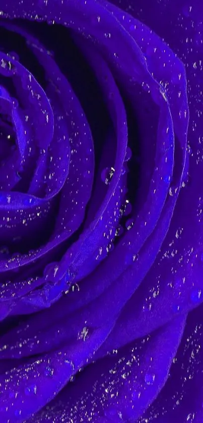 Close-up of a vibrant purple rose with dew droplets.