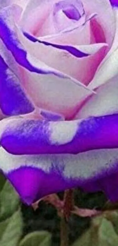 Vibrant purple rose with stunning white accents.