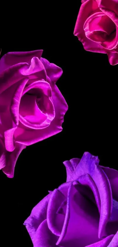 Vibrant purple roses on black background wallpaper.