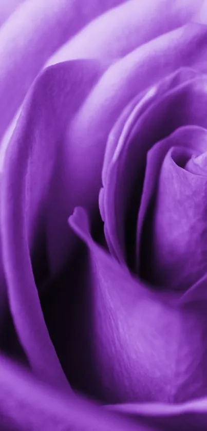 Vibrant close-up of a purple rose petal wallpaper.