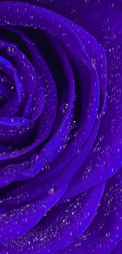 Close-up of vibrant purple rose petals with dewdrops.