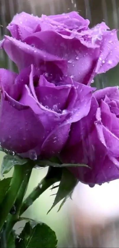 Purple roses with raindrops in vibrant mobile wallpaper.