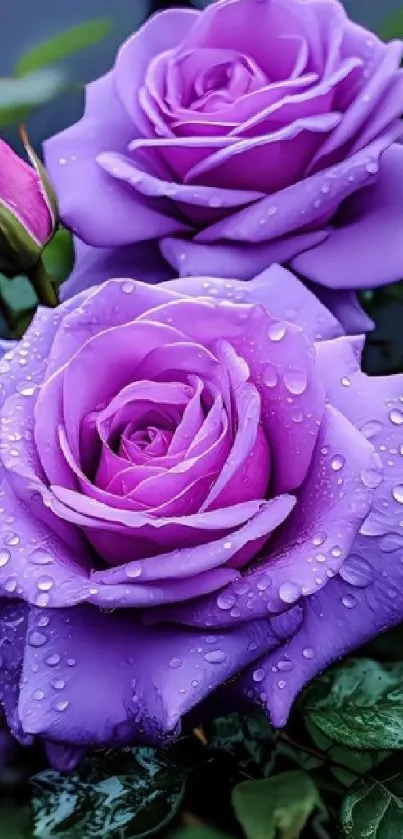 Vibrant purple roses with dewdrops against a lush green backdrop.