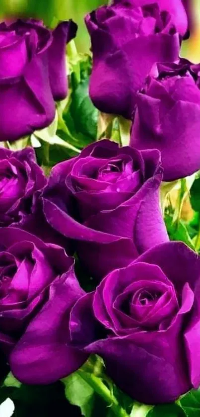 Vibrant purple roses in a lush green background wallpaper