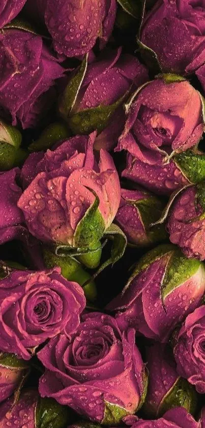 Close-up of purple rose buds with dewdrops; floral wallpaper.