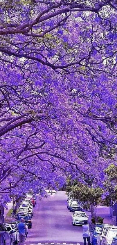 Vibrant street with purple blossoms and car-lined road.