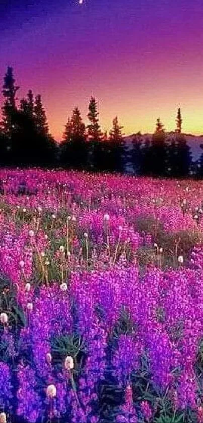 Purple sunset over a meadow with wildflowers and trees.