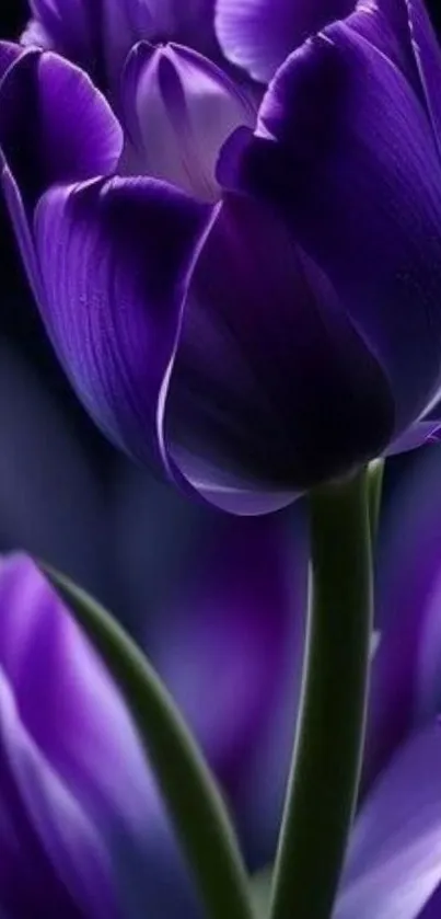 Close-up of a vibrant purple tulip blossom in focus.