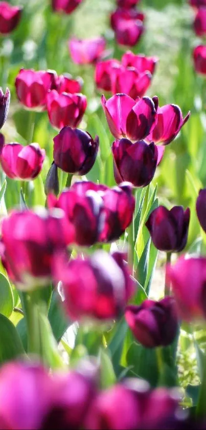Vibrant purple tulip field in bloom.