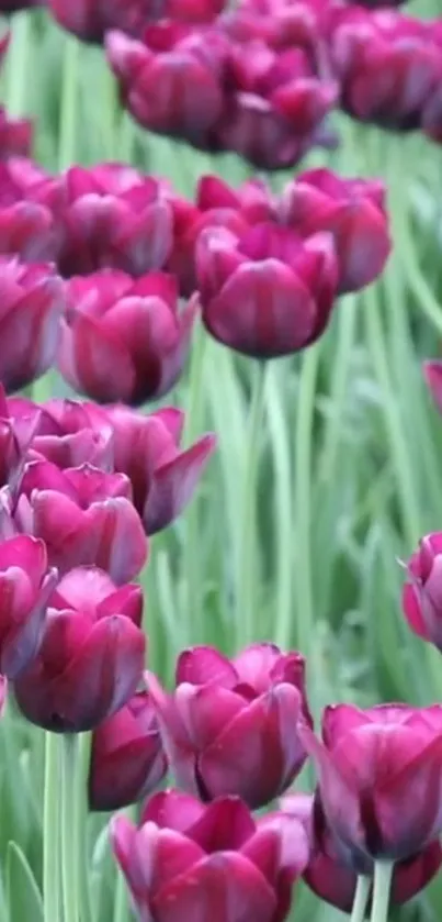 Vibrant purple tulip garden with lush green stems.